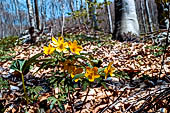 Monti Lessini - Anemone Giallo (Anemone ranuncoloides).